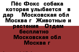 Пёс Фокс, собака, которая улыбается,  в дар! - Московская обл., Москва г. Животные и растения » Отдам бесплатно   . Московская обл.,Москва г.